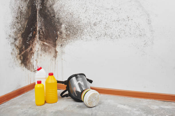 Best Mold Inspection  in Horton, KS