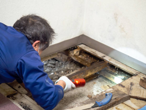 Best Fast Mold Removal  in Horton, KS