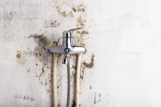 Best Home Mold Removal  in Horton, KS