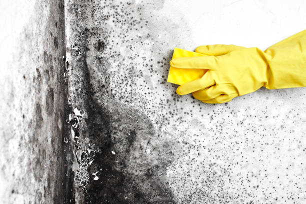 Best Mold Testing  in Horton, KS