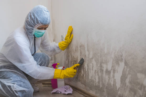 Best Mold Remediation  in Horton, KS