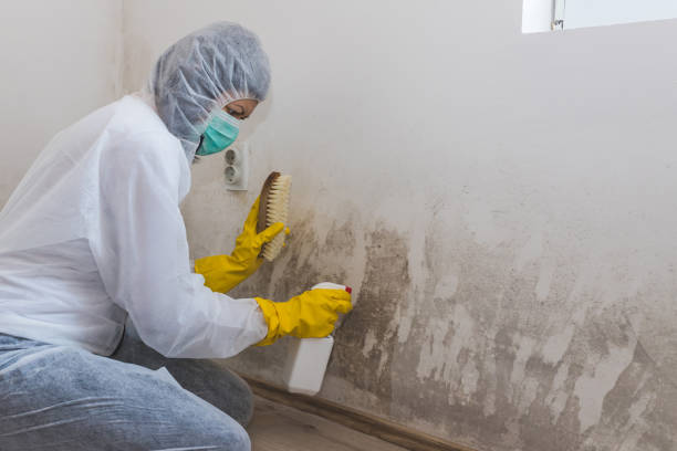 Best Toxic Mold Removal  in Horton, KS