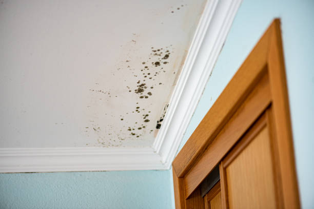 Best Black Mold Removal  in Horton, KS