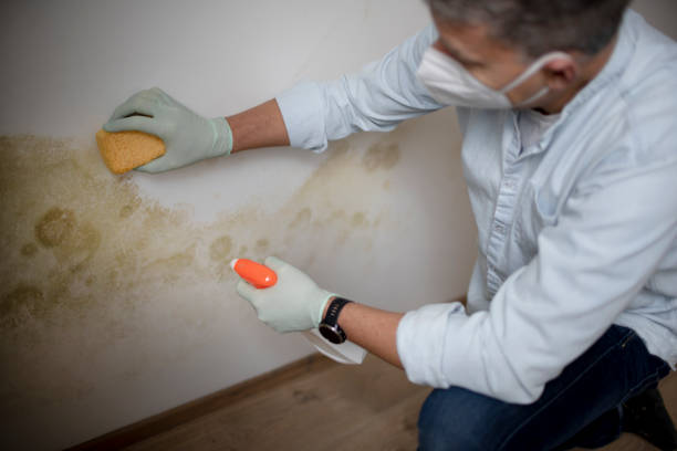 Professional Mold Removal in Horton, KS