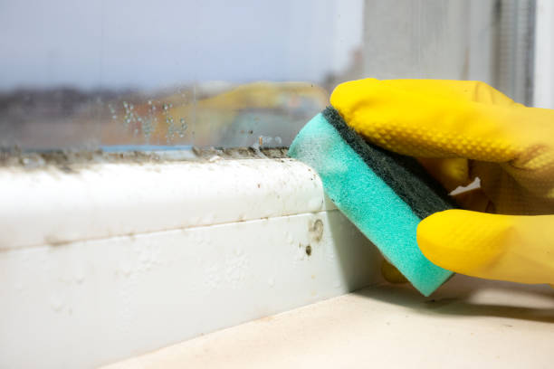 Best Crawl Space Mold Removal  in Horton, KS