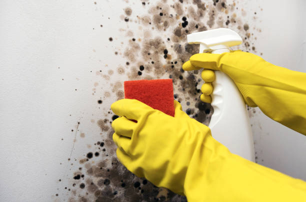 Best Best Mold Removal Companies  in Horton, KS