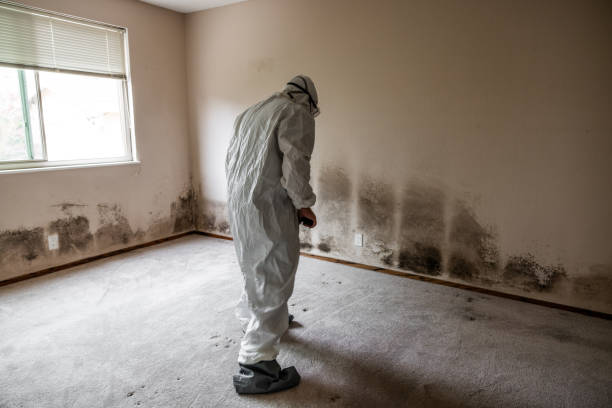 Best Attic Mold Removal  in Horton, KS