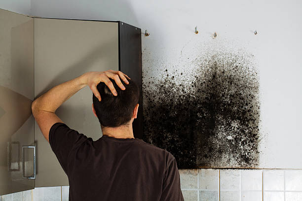Mold Testing and Removal in Horton, KS