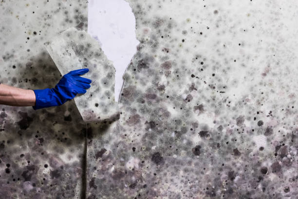 Best Mold Removal Specialists  in Horton, KS
