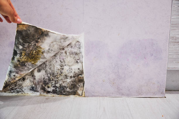 Office Mold Removal Services in Horton, KS